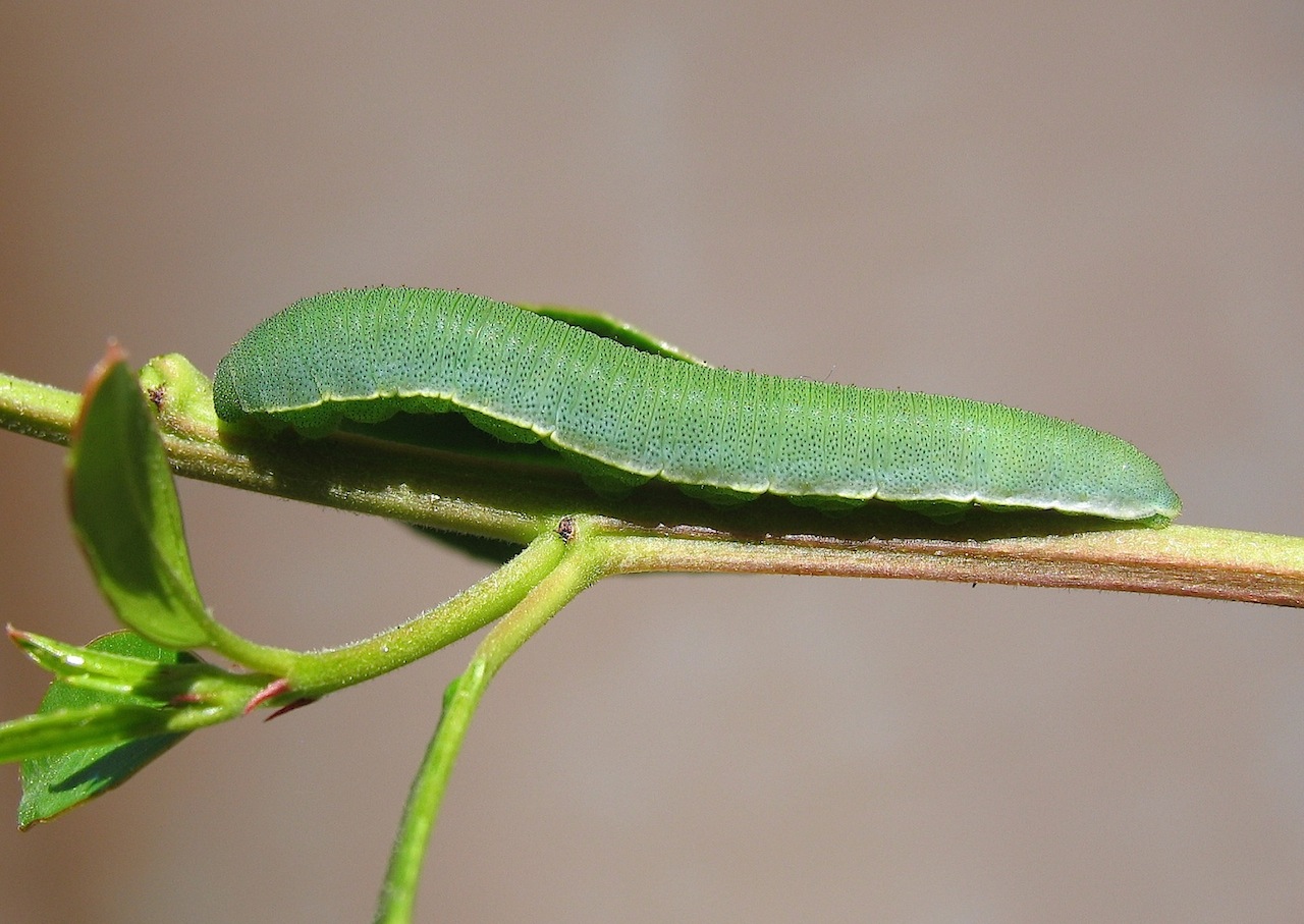 Gonepteryx cleopatra (ciclo vitale)